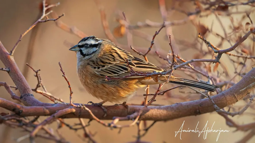 A rock bunting bird perched on the branch of a tree