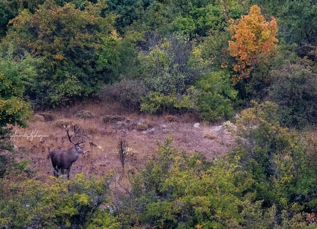 A majestic stag standing tall amidst a vibrant autumn forest
